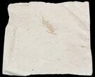 Fossil Pea Crab (Pinnixa) From California - Miocene #49795-1